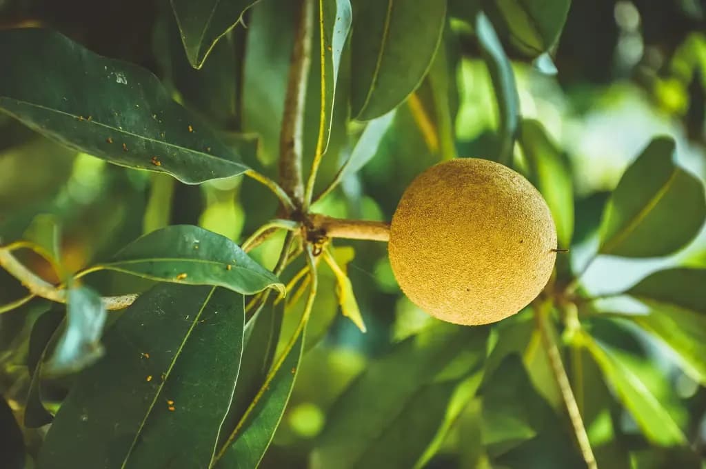 Is Amarphal (Persimmon) Good for People with Diabetes?