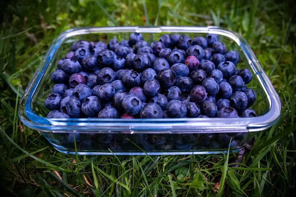 Is Blueberry Good for Diabetes?