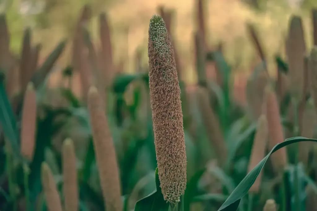 Is Bajra (Pearl Millet) Good for Diabetes? Benefits, GI, and How to Eat It