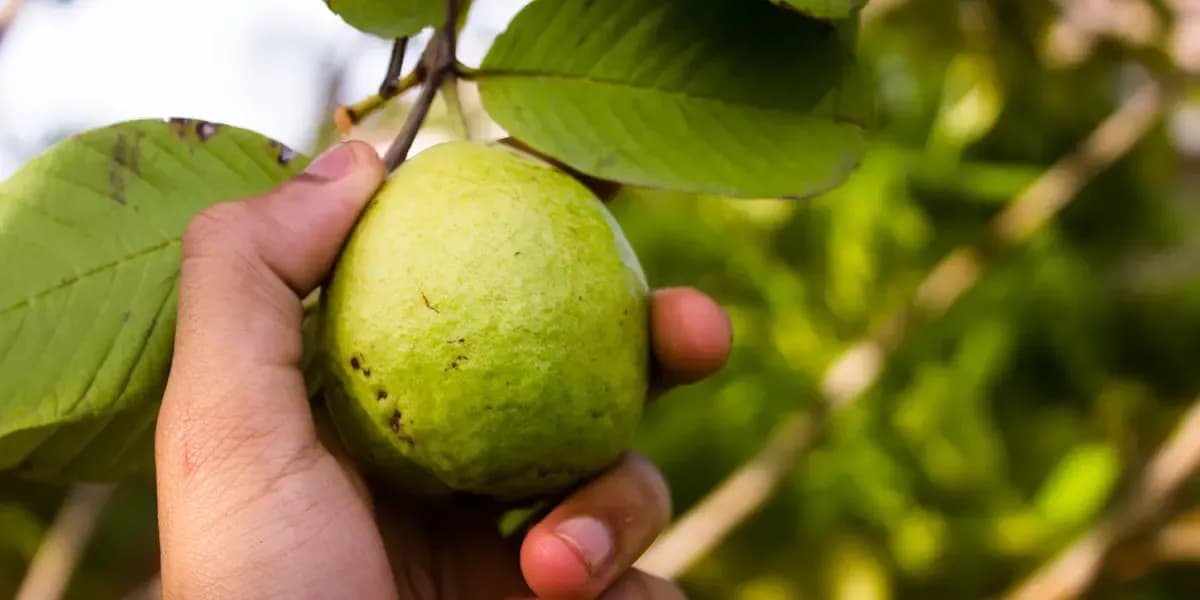 Is Guava Good for Diabetes? Why & How to Eat It